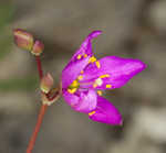 Limestone fameflower